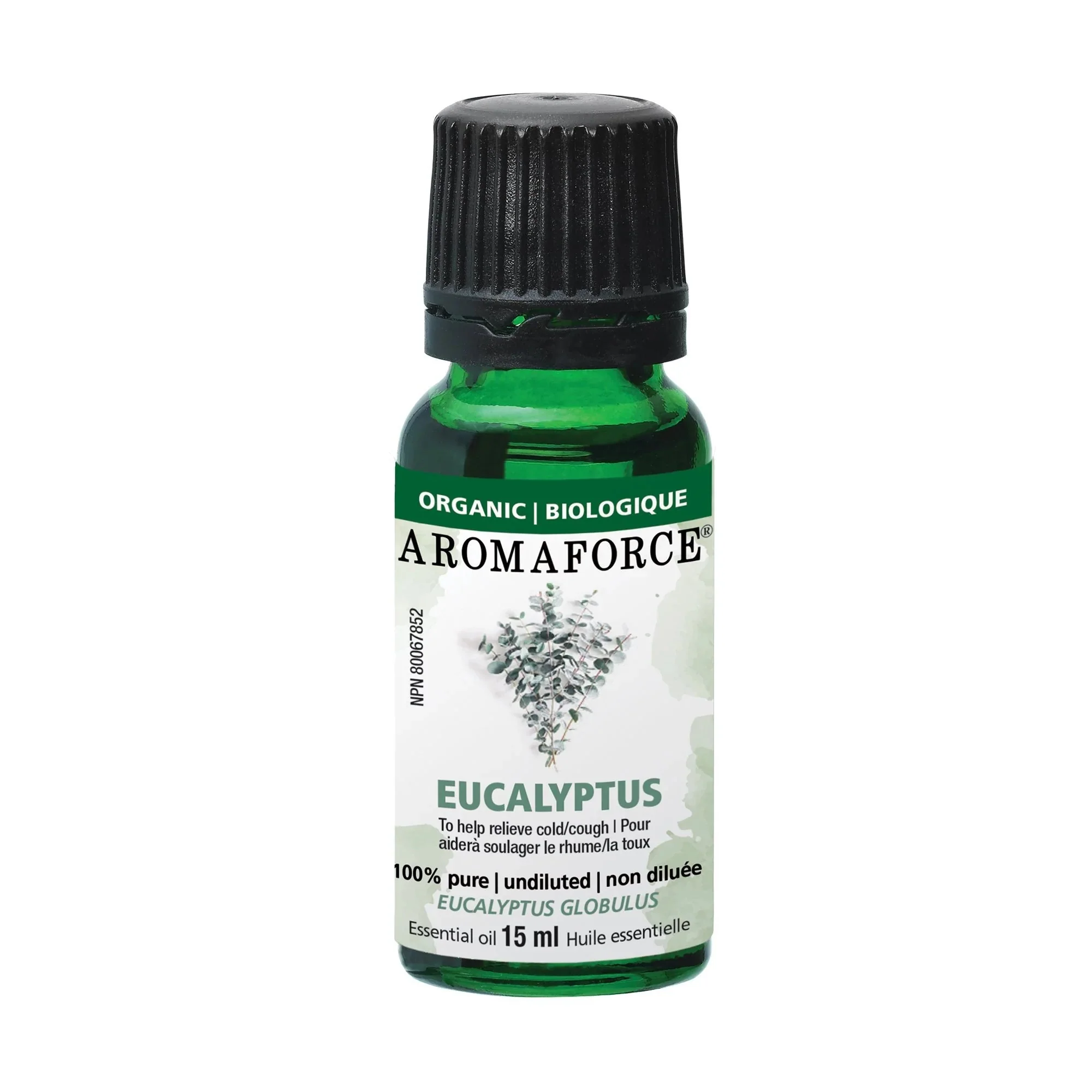 Eucalyptus Oil