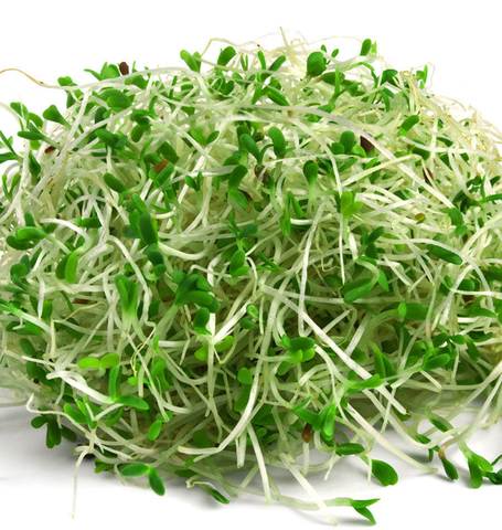 Organic Alfalfa Sprouts